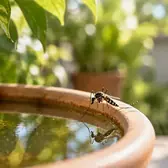 Mosquito pousado na borda de um pratinho de vaso com água parada, refletido na água, em um quintal ensolarado