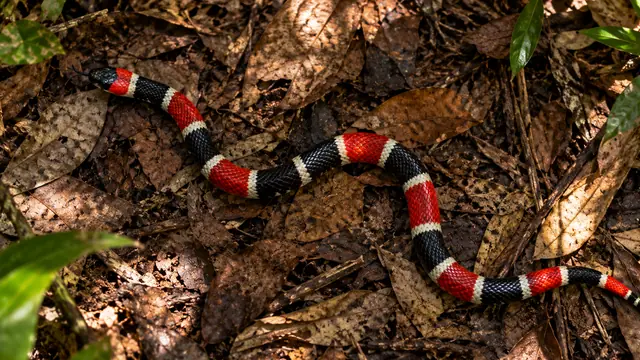 Cobra coral com anéis vermelhos, pretos e brancos atravessando folhas secas no chão da mata, vista de cima, com luz natural filtrada pelas árvores