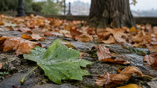 Dry leaves in shades of orange and brown scattered over a stone sidewalk, with a wet green leaf in the foreground and soft autumn light