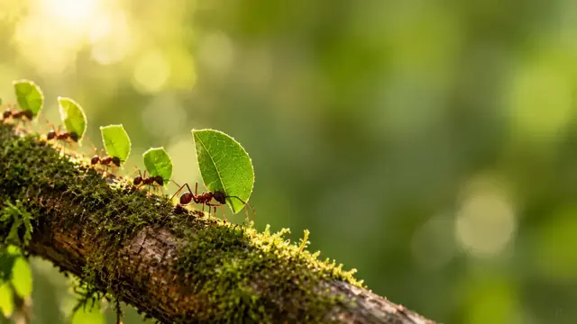 Line of ants carrying leaf pieces along a moss-covered branch, a macro photograph in shades of green
