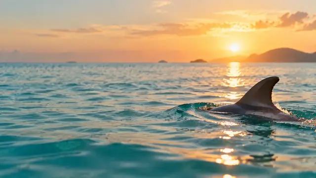 Barbatana de golfinho cortando a superfície de um mar turquesa calmo ao nascer do sol com ondulações suaves