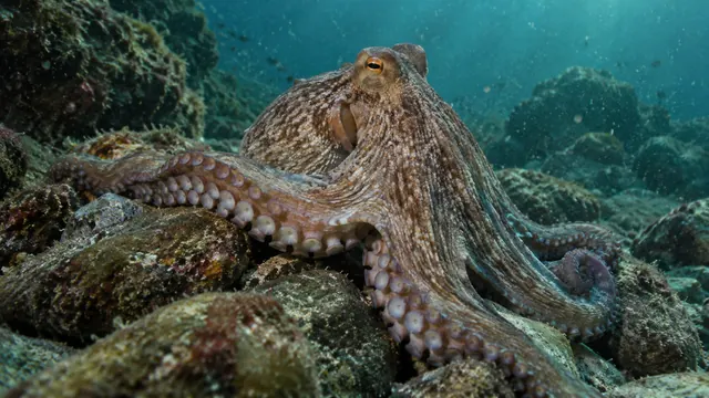 Pulpo sobre rocas en el fondo del mar, con los brazos abiertos y las ventosas a la vista, luz azulada filtrada por el agua
