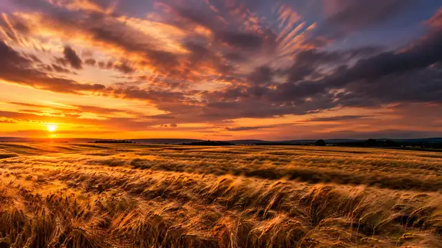 A golden wheat field swaying in the wind at sunset, under a dramatic sky with orange and purple clouds